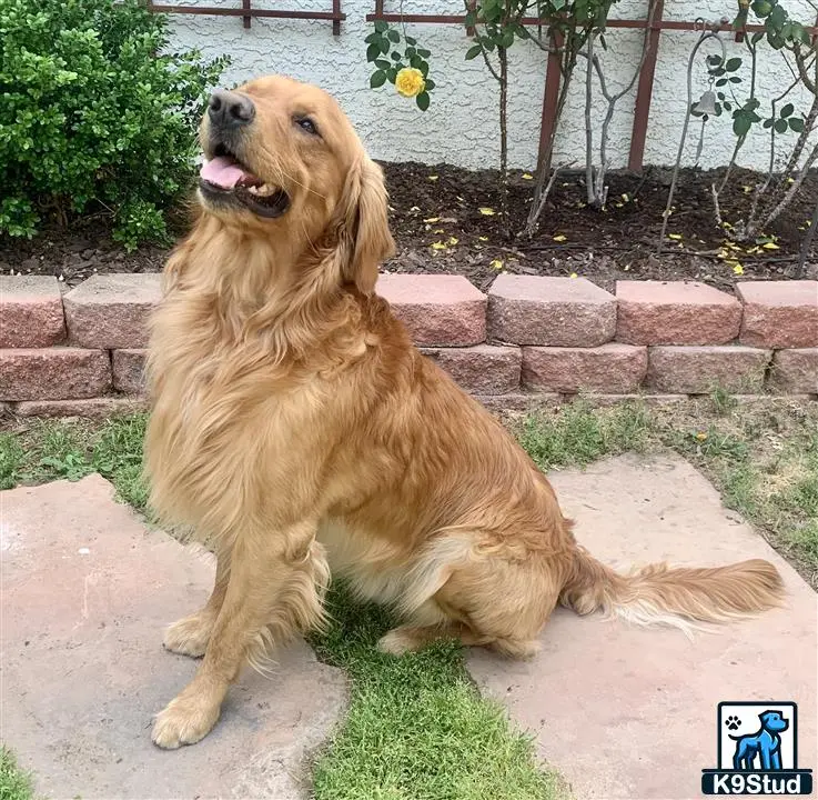 Golden Retriever stud dog